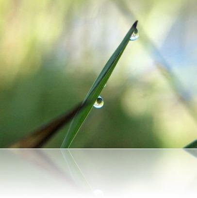 梅雨の結晶